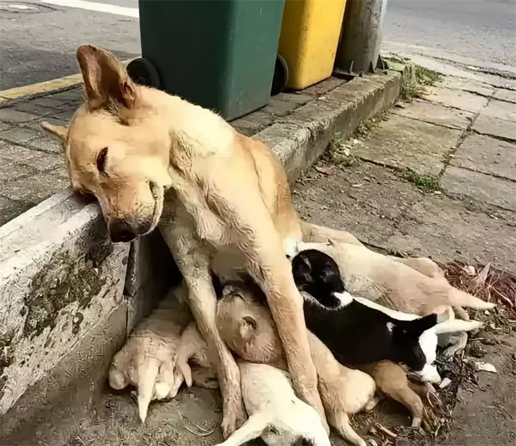 Rescue Scene