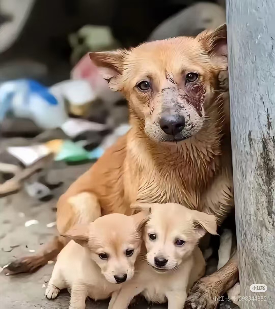 Rescue Scene